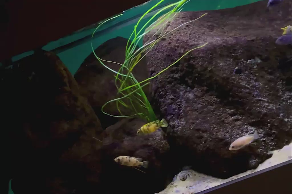 Artificial Surfgrass in aquarium