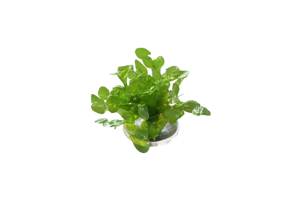 Sea lettuce