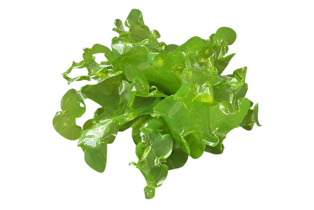 Sea lettuce