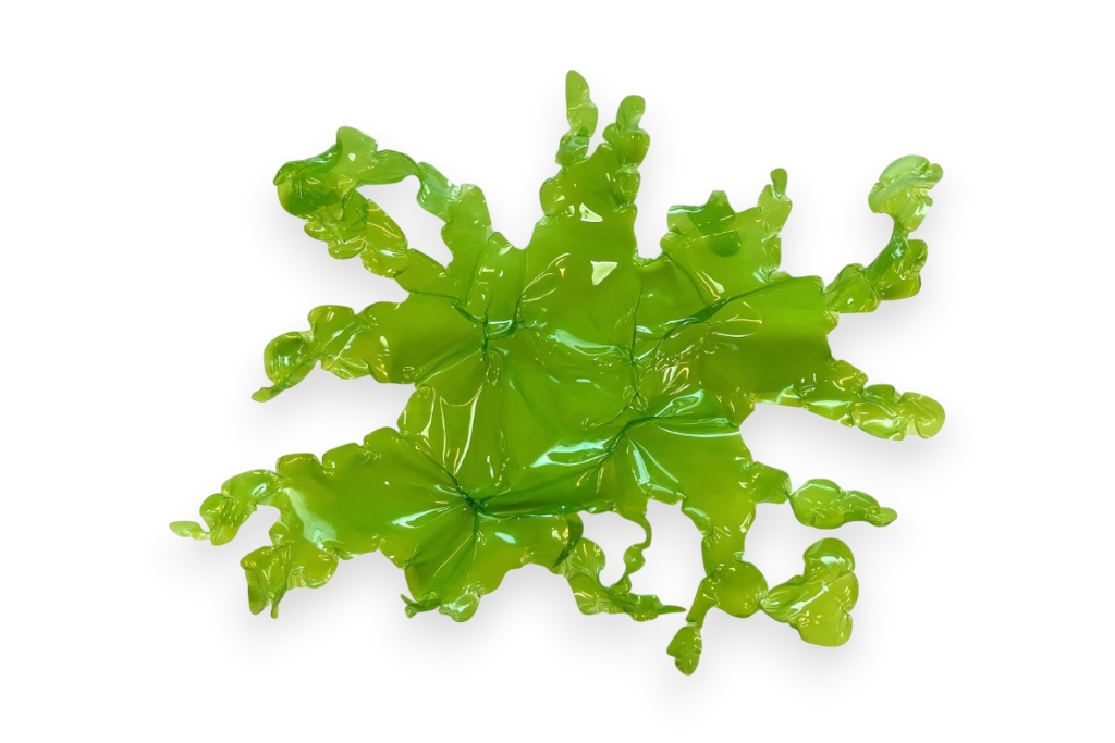 Sea lettuce medium