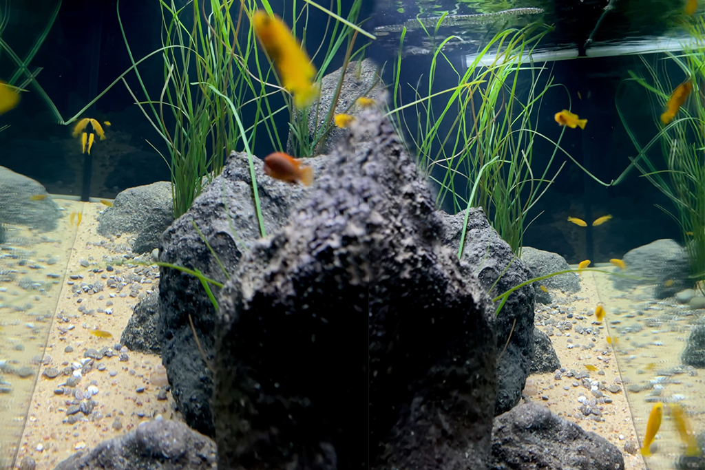 Artificial Surfgrass in aquarium