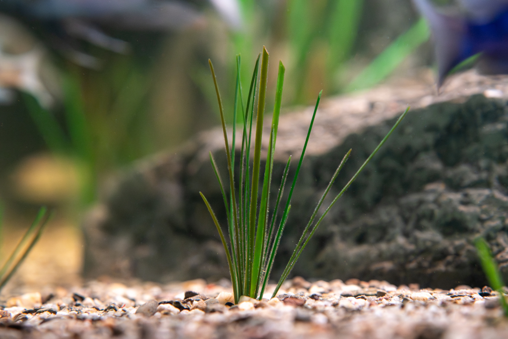 Artificial surfgrass
