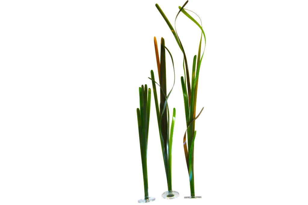 Turtle Grass