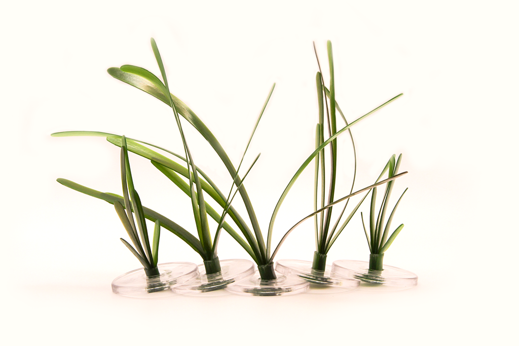 Artificial vallisneria small mix