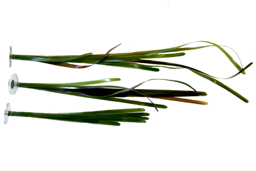 Artificial Vallisneria
