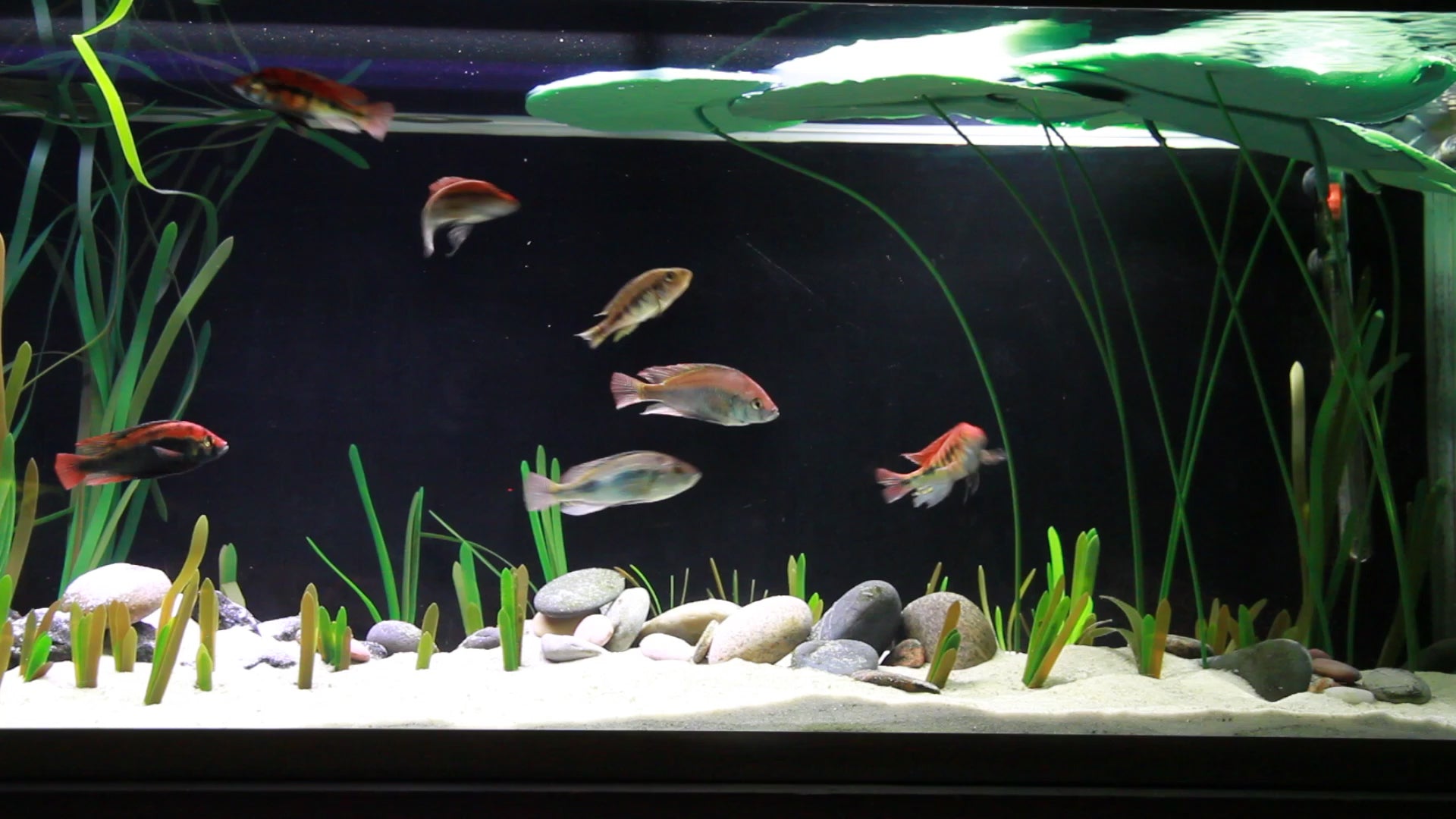 Artificial water lilie with cichlids