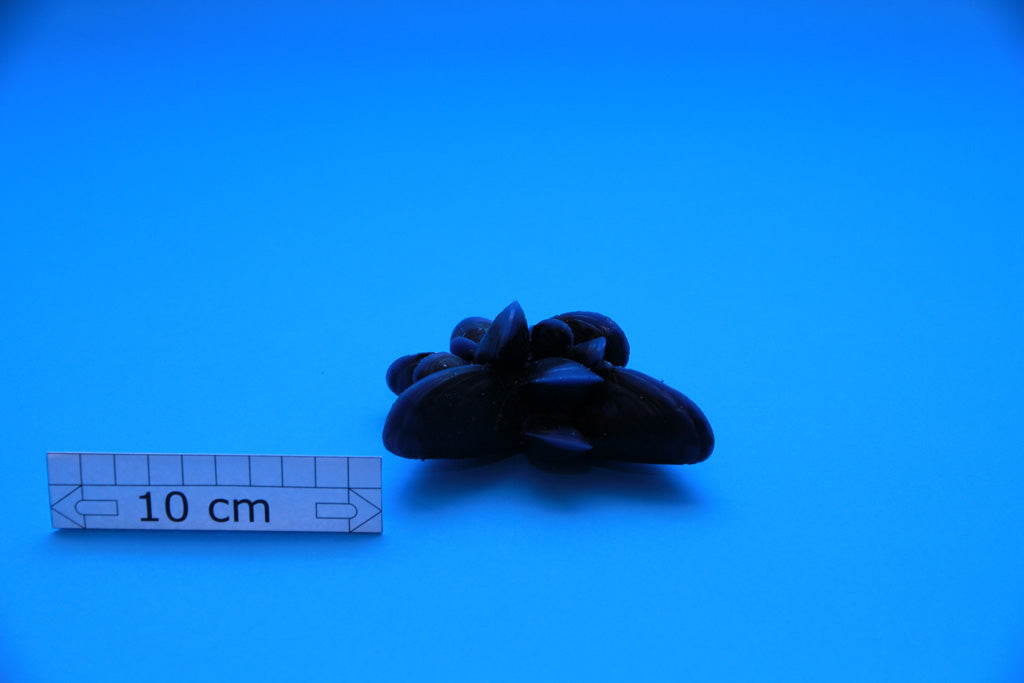 Artificial Mytilus Edulis