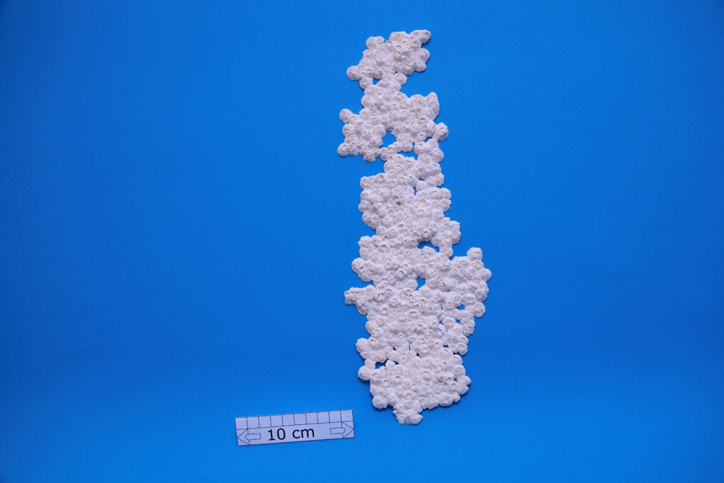 Artificial Operculata