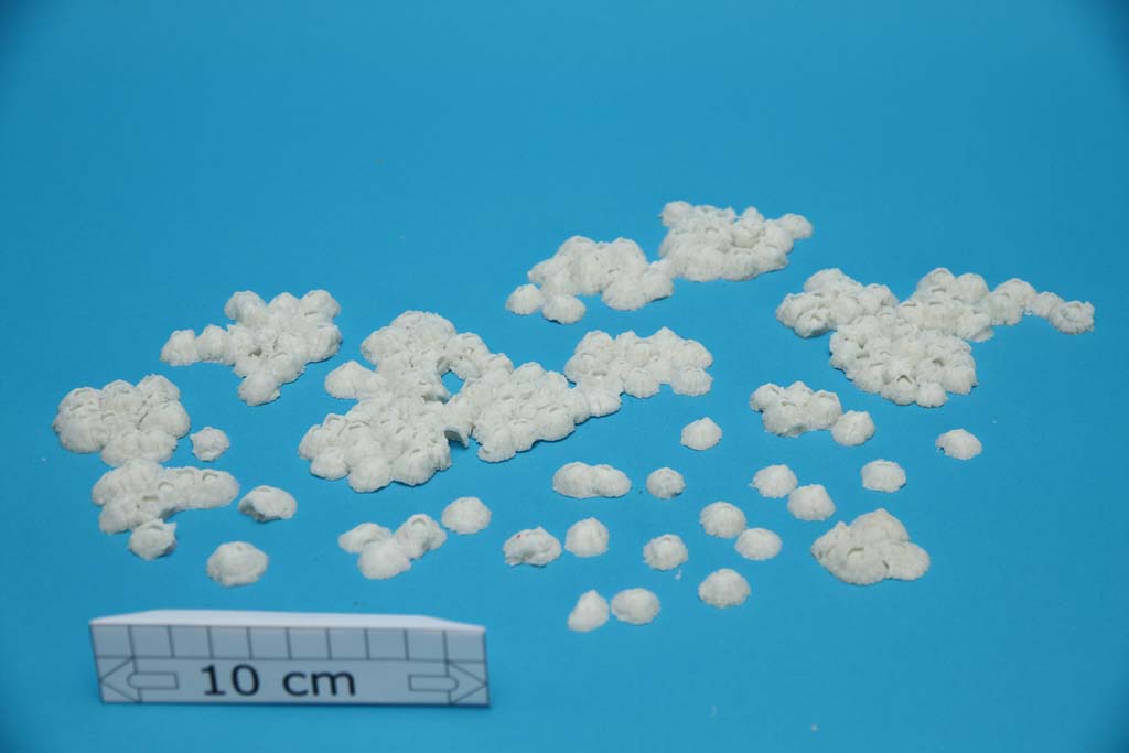 Artificial Operculata