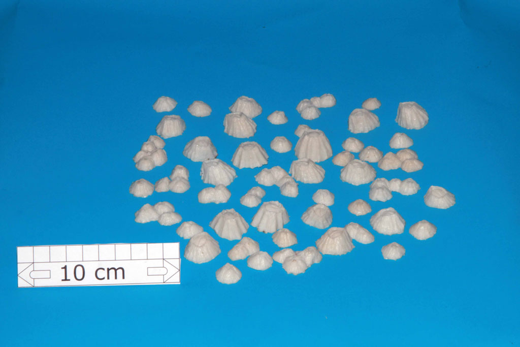 Artificial Operculata