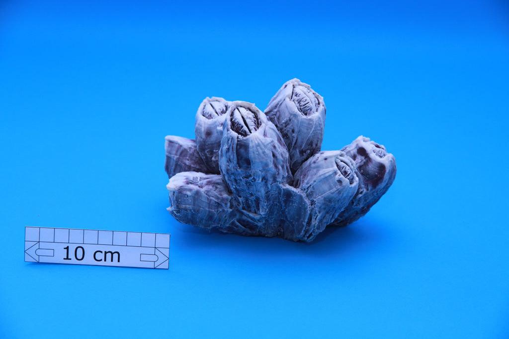 Artificial Balanus Nubilus