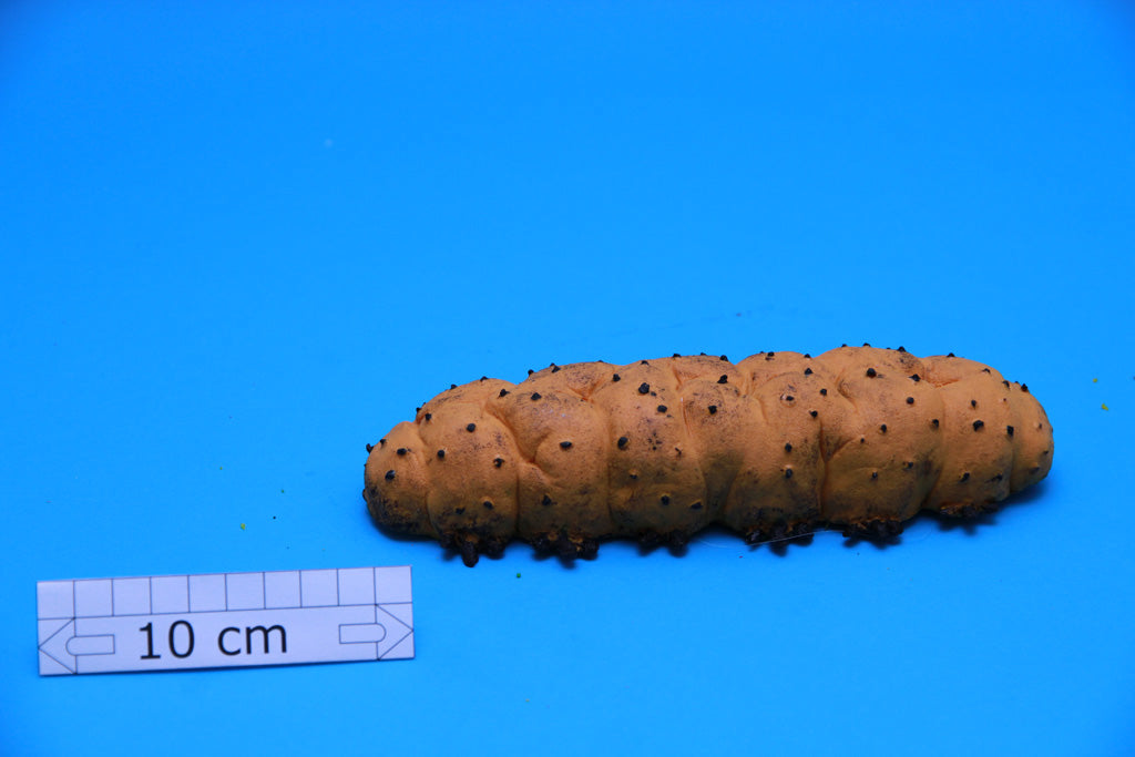 Artificial Isostichopus badionotus