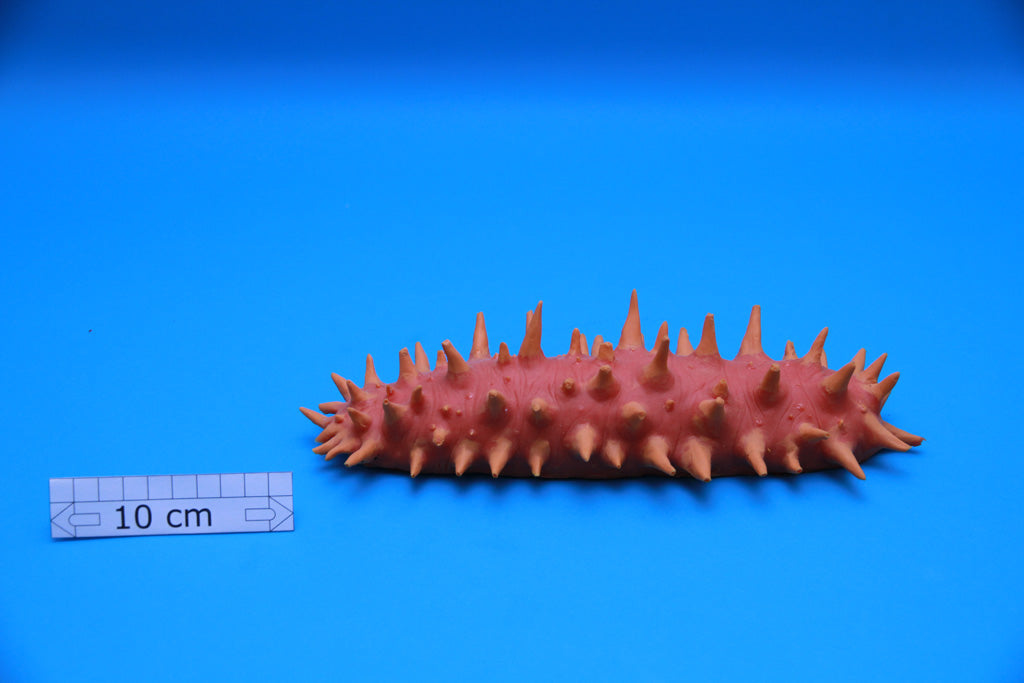 Artificial Eostichopus arnesoni