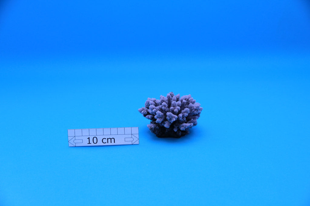 Artificial Acropora Millipora