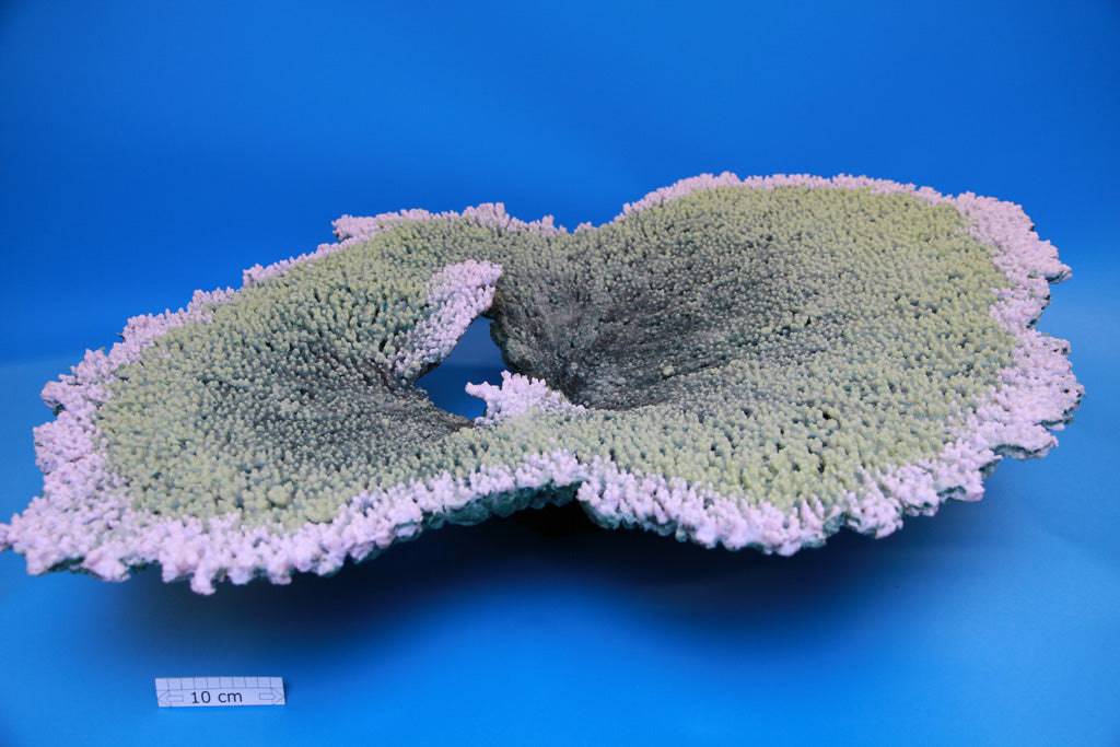 Artificial Acropora Latistella