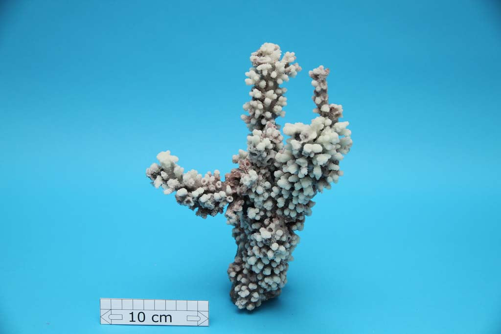 Artificial Acropora Lovelli