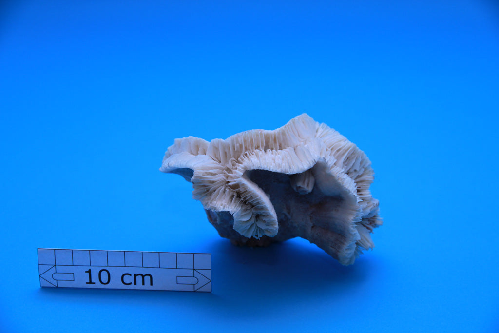 Artificial Catalaphyllia