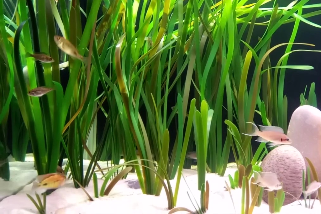 Artificial Vallisneria