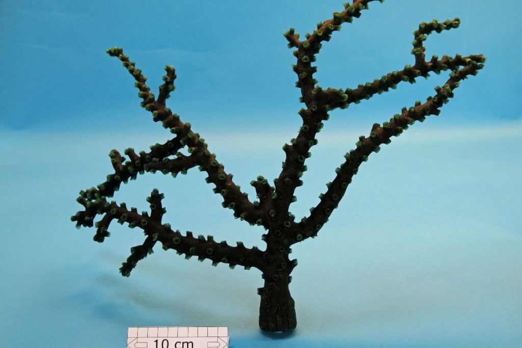 Artificial Tubastraea micrantha