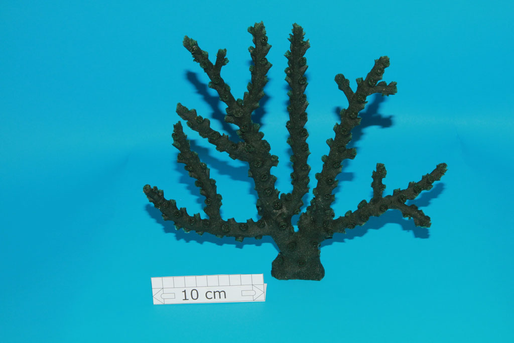 Artificial Tubastraea Micrantha