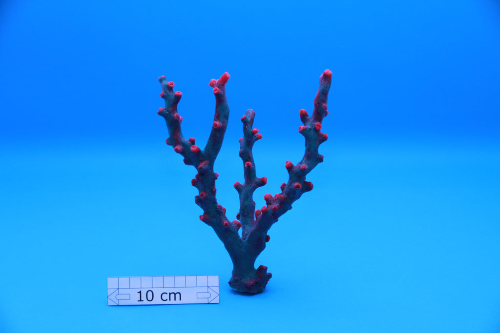 Artificial Tubastraea Micrantha