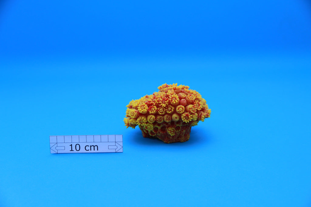 Artificial Tubastraea Faulkneri