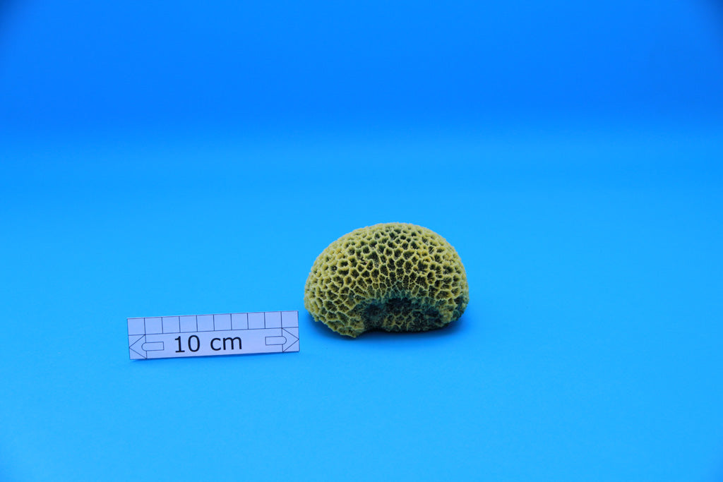 Artificial Goniopora