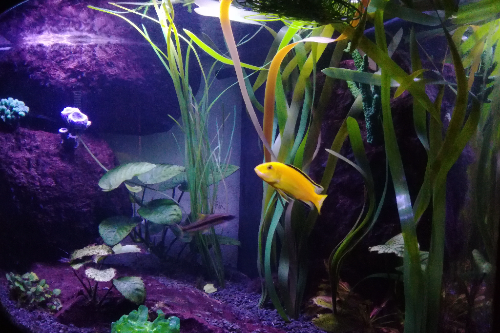 Artificial Vallisneria Gigantea