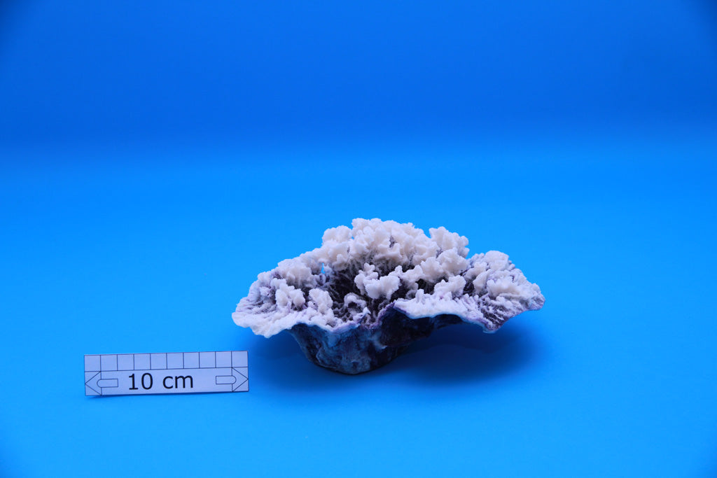 Artificial Merulina Ampliata