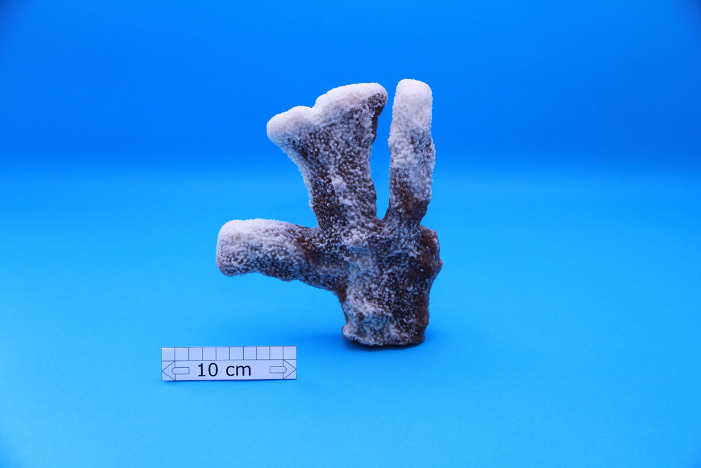 Artificial Acropora Palifera