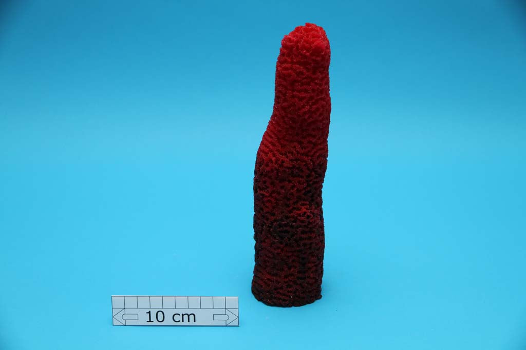 Artificial Dendrogyra cylindrus