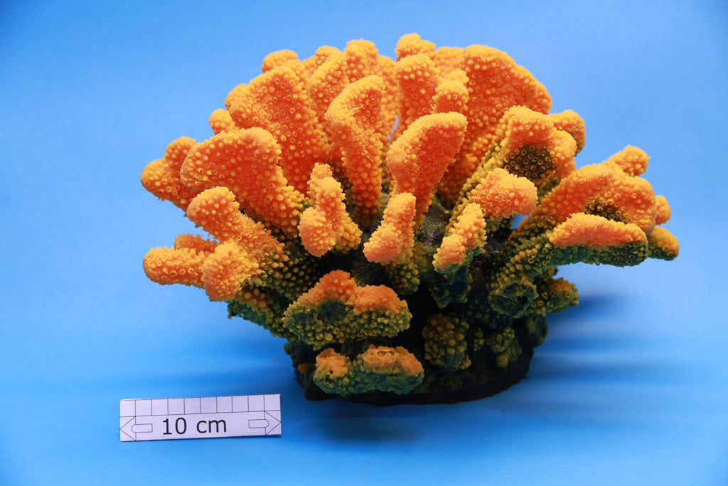 Stylopora (4580)