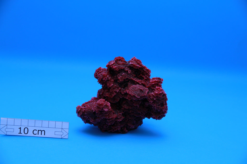 Artificial Tubipora Musica