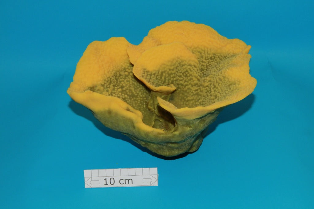 Artificial Turbinaria Mesenterina