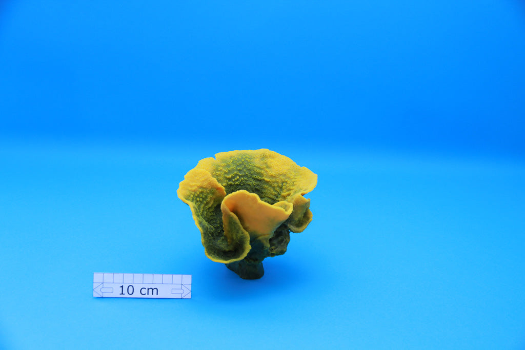 Artificial Turbinaria Mesenterina