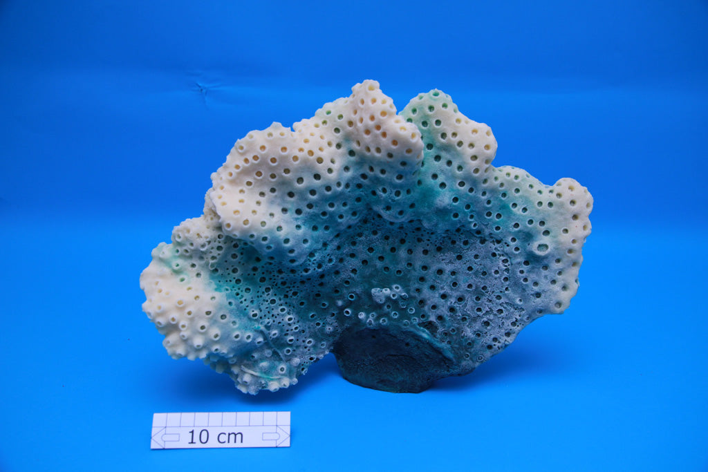 Turbinaria Mesenterina