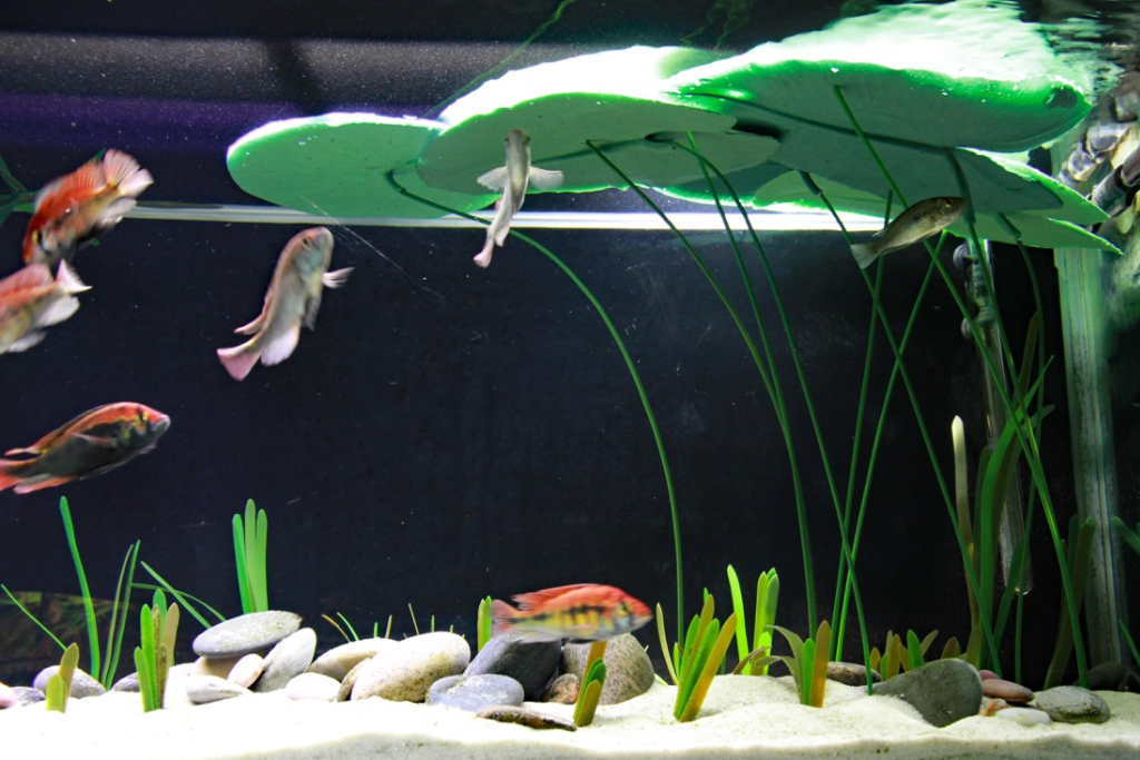 Water lilies in tank with cichlids