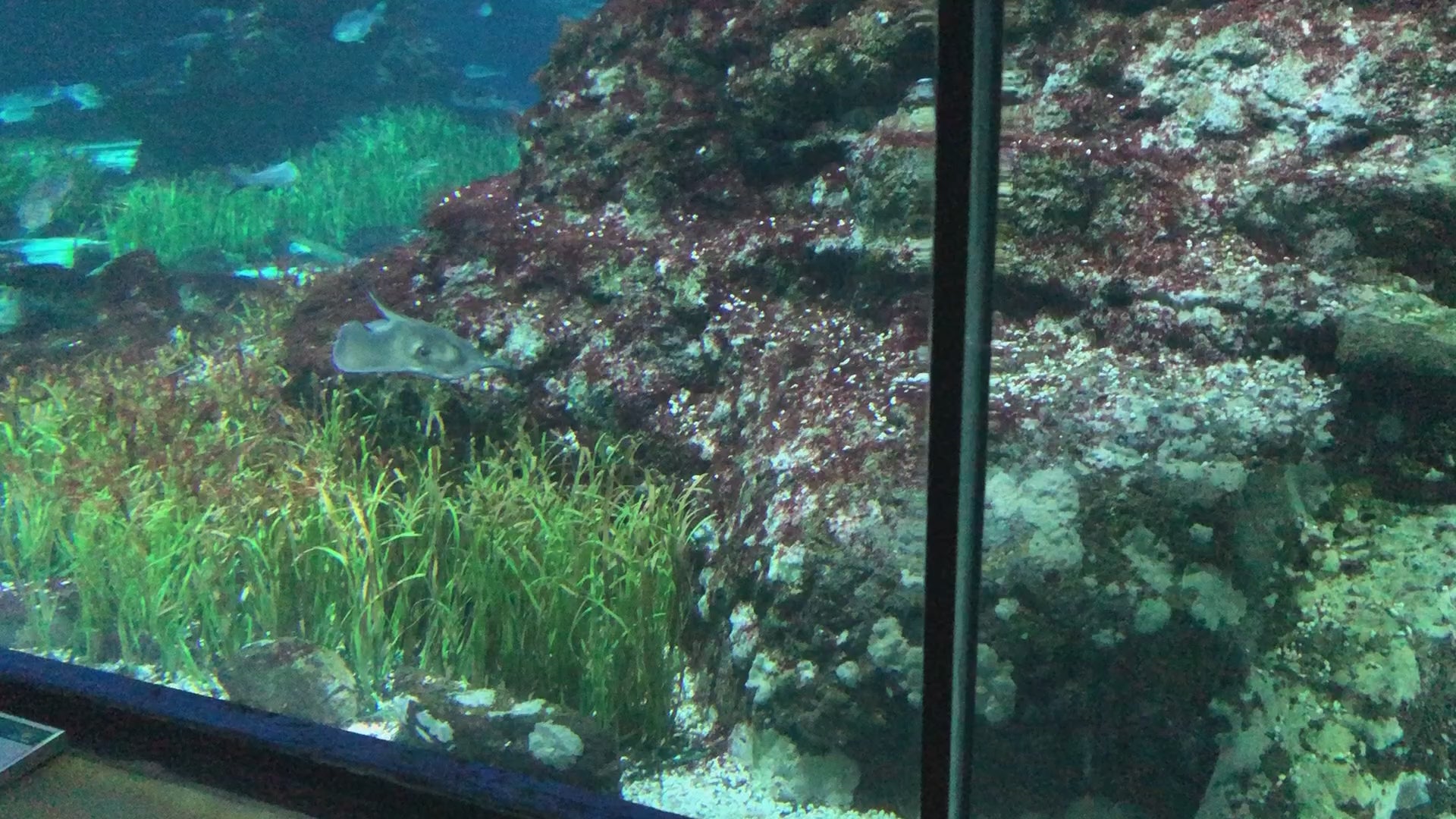 Artificial Eelgrass in aquarium