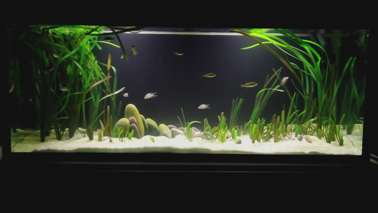 Artificial Vallisneria in aquarium