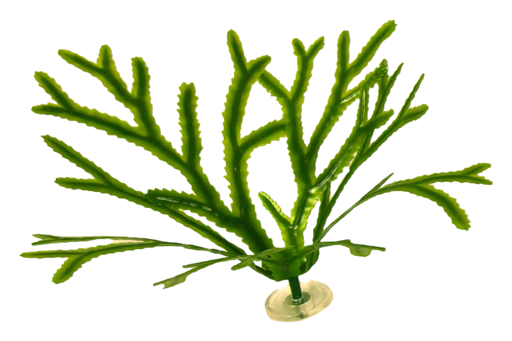 seaweed succulent Artificial Fucus Serratus in different colors