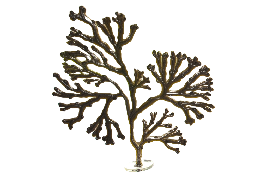Fucus Versiculosus
