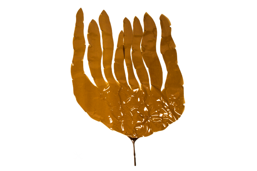 Artificial Large Laminaria Digitata