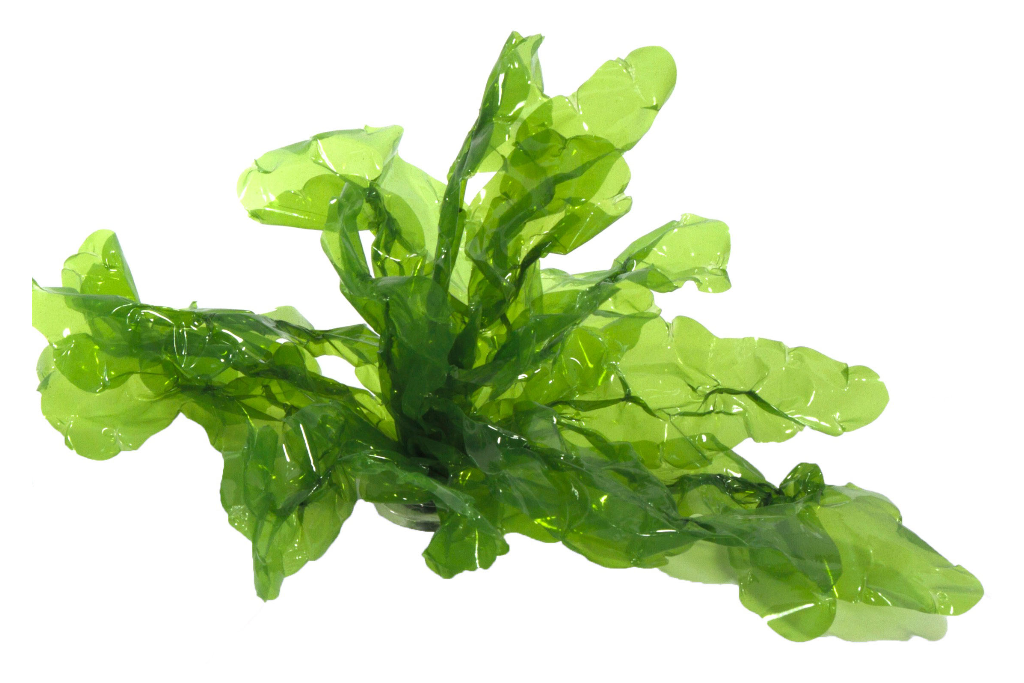 Artificial large Sea Lettuce Gigantea.