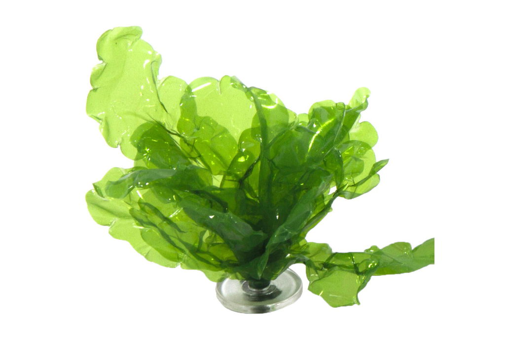 Artificial medium Sea Lettuce Gigantea.