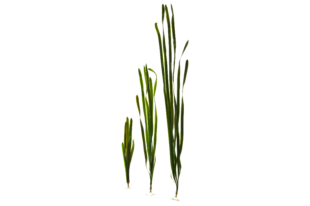 Artificial Vallisneria Gigantea