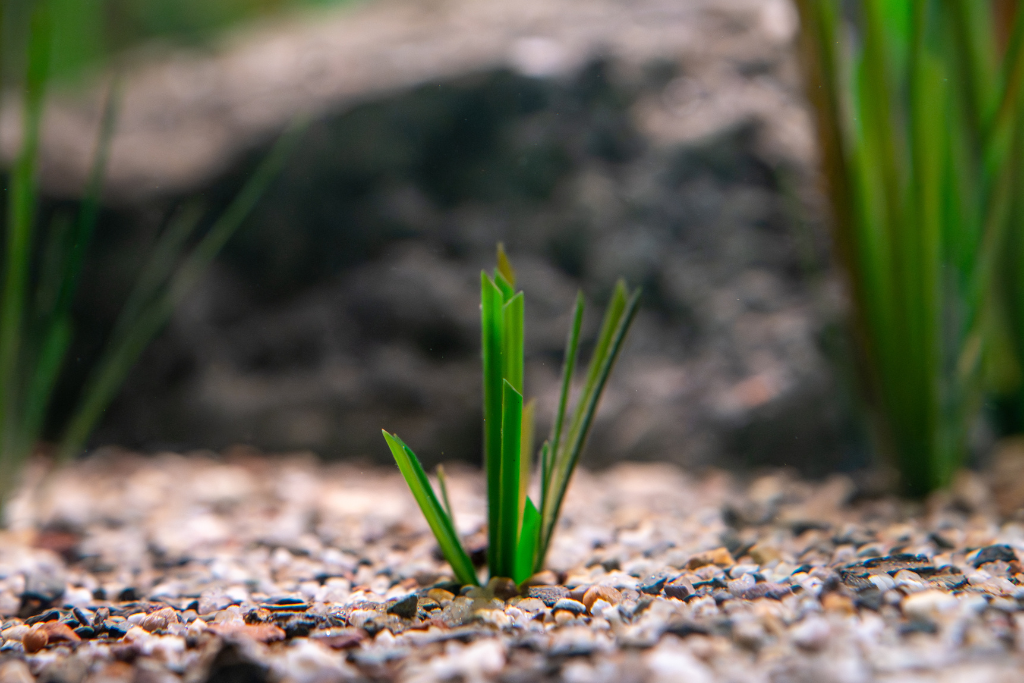 Eelgrass Small Mix