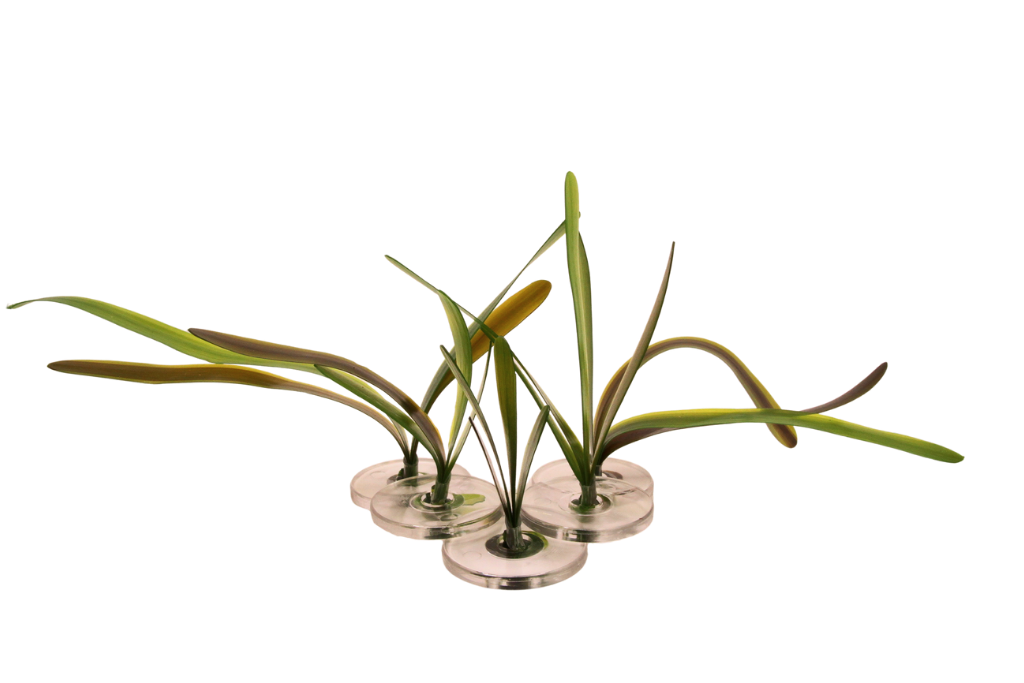 Vallisneria Gigantea small mix