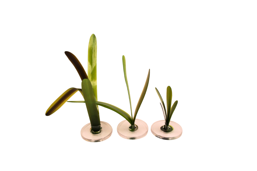 Vallisneria Gigantea small mix