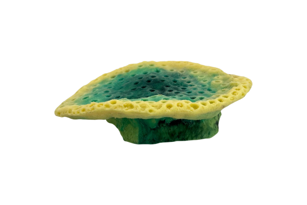 Tubinaria Mesenterina