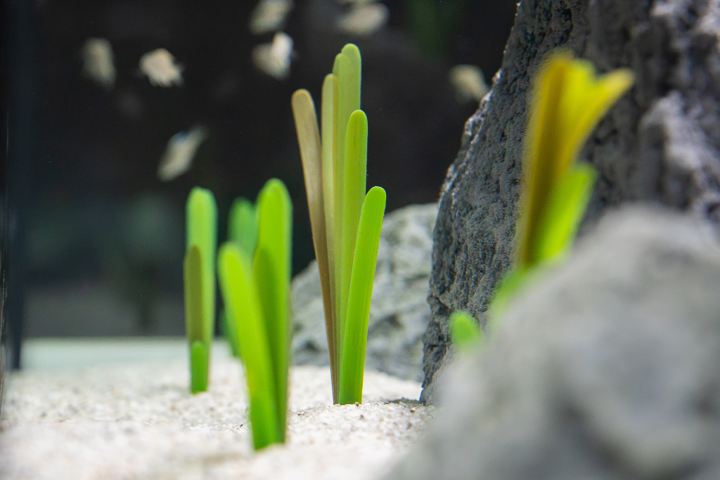 Artificial Vallisneria small 